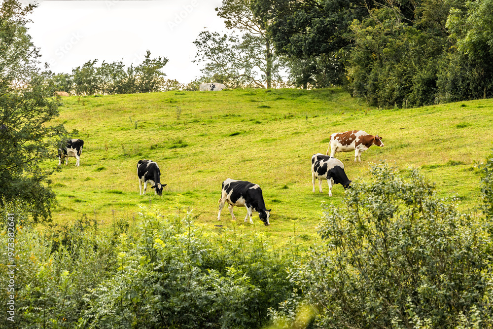 Holstein Friesian and Ayrshire dairy cows grazing in green sloping ...