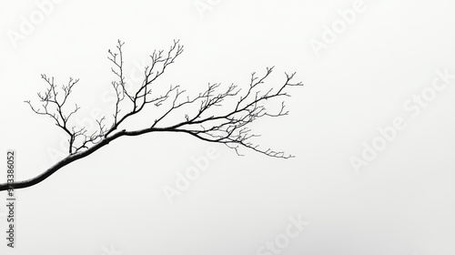 Wallpaper Mural Minimalist black and white photo of a single tree branch against a pale sky, with stark lines and soft gradients creating a serene, modern aesthetic, 4K hyperrealistic photo. Torontodigital.ca