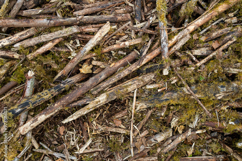 Cut and broken twigs and branches waste from forestry tree felling operations in woodland