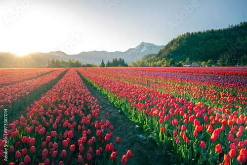 Beautiful Tulip fields in the morning.
