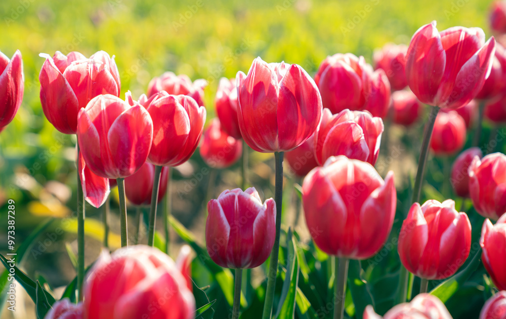Beautiful Tulip fields in the morning.
Beautiful Tulip fields in the morning.