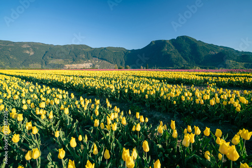 Photography Beautiful Tulip fields in the morning.