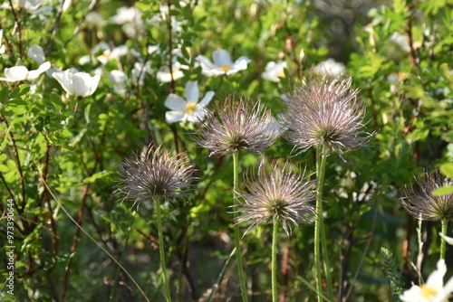 thistle in the grass