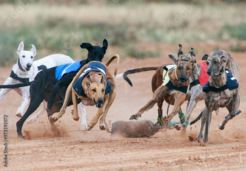 Greyhound race