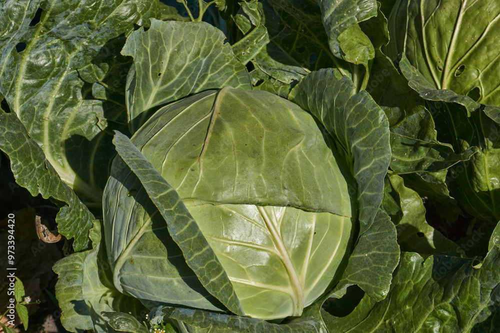 The cabbage is ripe in the garden. The gardener has grown healthy and tasty cabbage. Autumn. The cabbage is ripe in the garden. The gardener has grown healthy and tasty cabbage. Autumn.