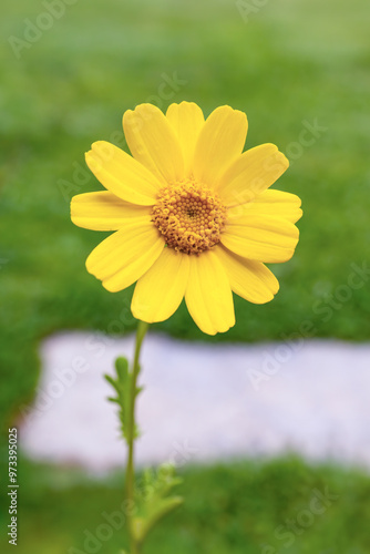 Corn Marigold yellow flower (Glebionis segetum or Chrysanthemum segetum) bloom wild flower herbaceous annual plant copyspace photo