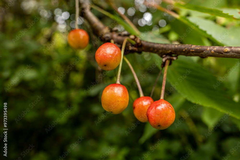 Gean or Wild Cherry (Prunus avium) tree cherries on stalks ripening on branch close-up blurred background Gean or Wild Cherry (Prunus avium) tree cherries on stalks ripening on branch close-up blurred background