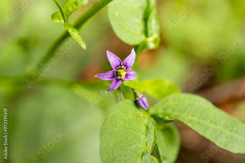 Foto Bittersweet Nightshade (Solanum Dulcamara) flower with blurred background