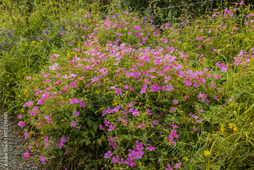 Pink purple French Crane's-bill (Gerqnium endressii) growing and flowering  in roadside grass verge summertime photo