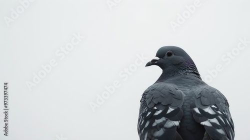 Wallpaper Mural Single pigeon against white backdrop Torontodigital.ca