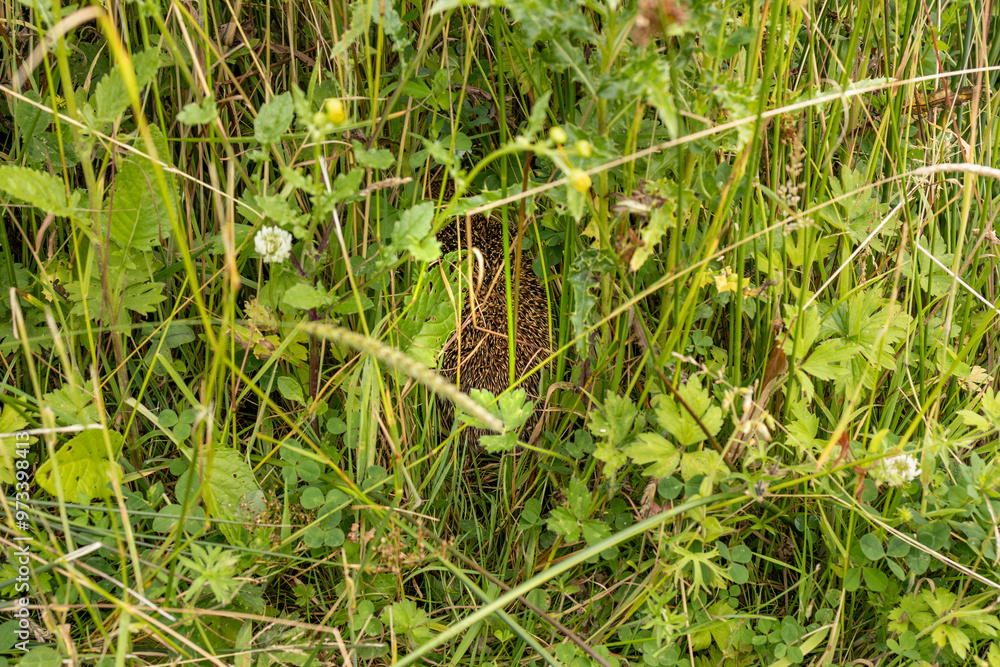 Hedgehog adult hiding from predators in long grass at side of path Hedgehog adult hiding from predators in long grass at side of path