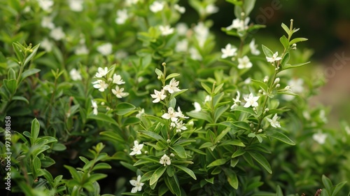 Small white flowers among green bushes