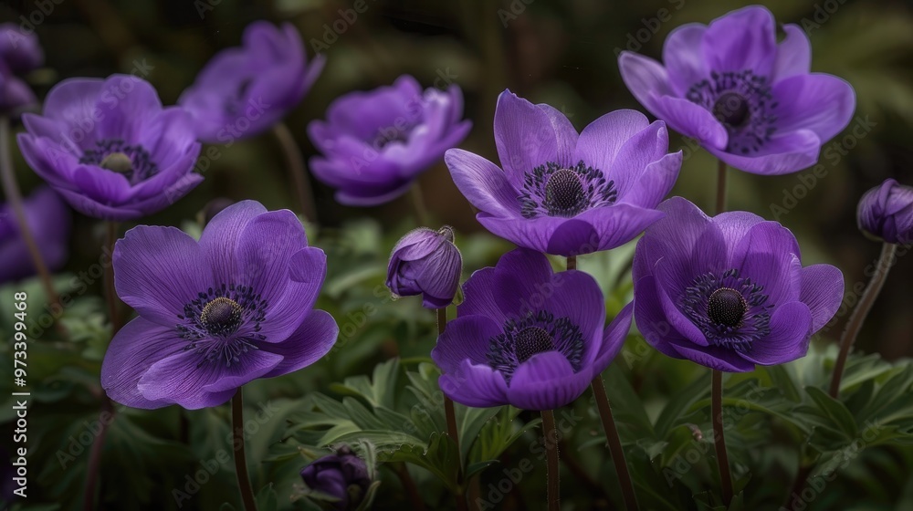 Spring features wild purple anemones Spring features wild purple anemones