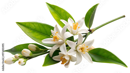 Neroli flowers. Citrus aurantium Neroli blossom on branch isolated on on white transparent background, cut out png element.