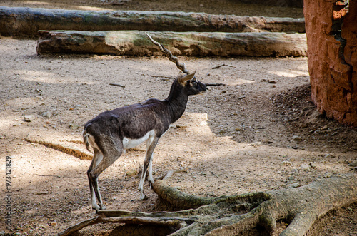 The blackbuck or the Indian antelope photo