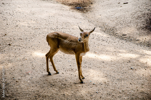 The blackbuck or the Indian antelope photo