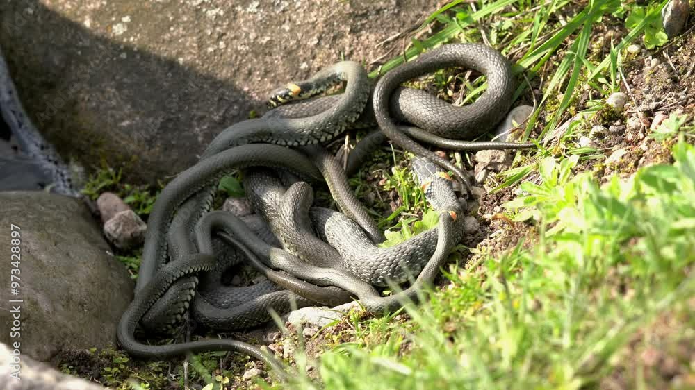 Mating games of snakes. Several grass snakes wriggle on the shore. The grass snake, ringed snake or water snake (Natrix natrix) is a Eurasian semi-aquatic non-venomous colubrid snake.