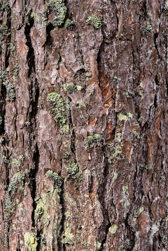 Closeup of pine tree bark in  wild forest in Finland. Detailed Texture of conifer wood. Pinus bark natural pattern background. Southern Finland, Kymenlaakso, Europe. 
 photo