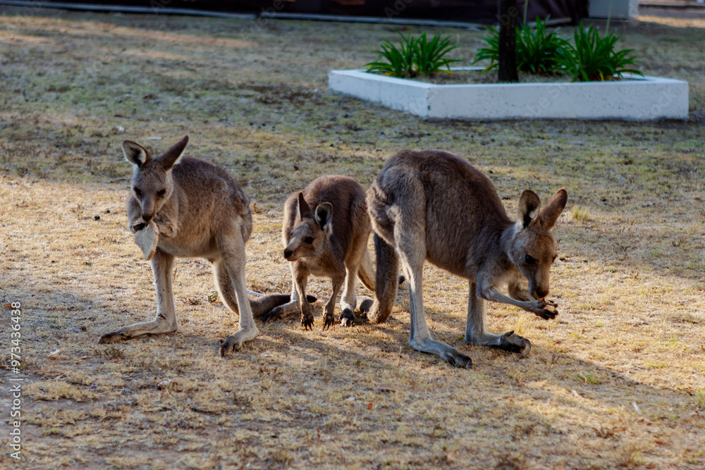 Eastern grey kangaroos in a caravan park, Canberra Eastern grey kangaroos in a caravan park, Canberra