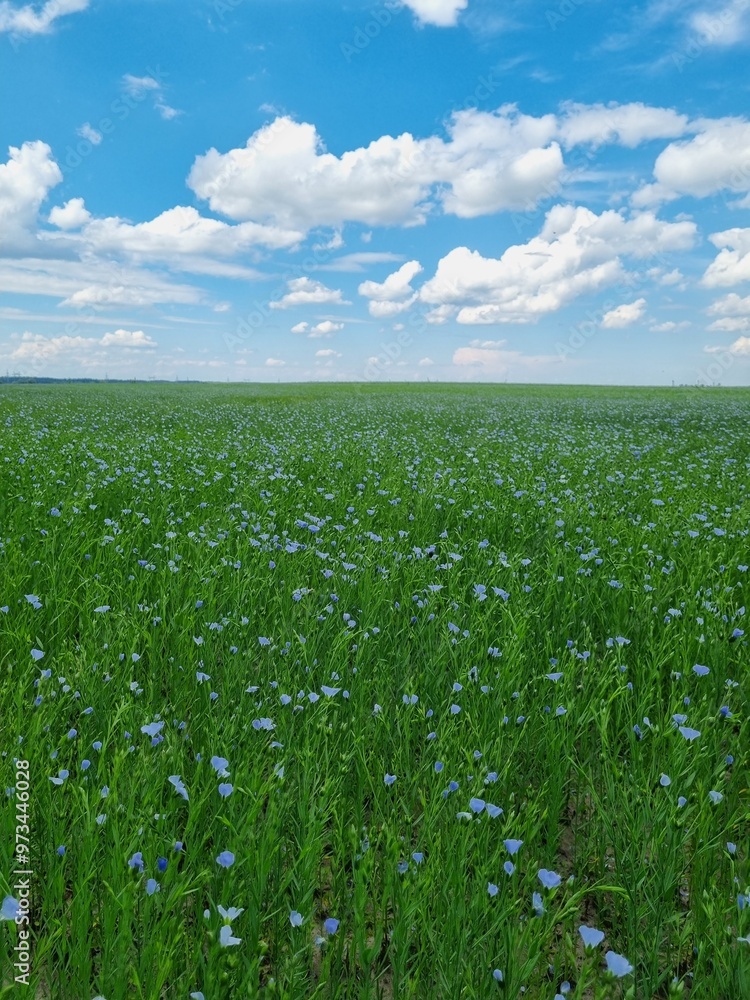green flax field and blue sky green flax field and blue sky