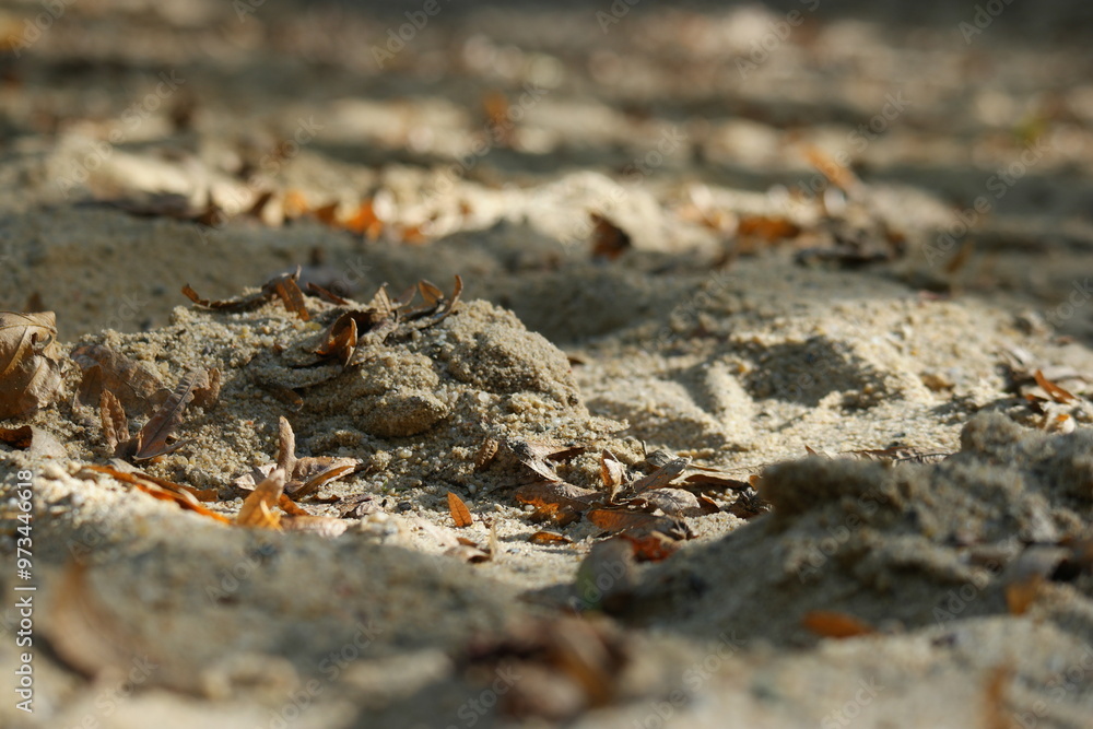 Autumn leaves scattered on sandy ground in a quiet forest setting during the golden hour, showcasing nature's transitional beauty Autumn leaves scattered on sandy ground in a quiet forest setting during the golden hour, showcasing nature's transitional beauty