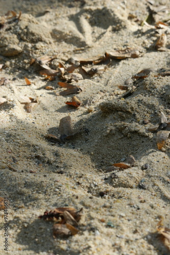 Sand texture with fallen leaves in a natural environment during daytime exploration