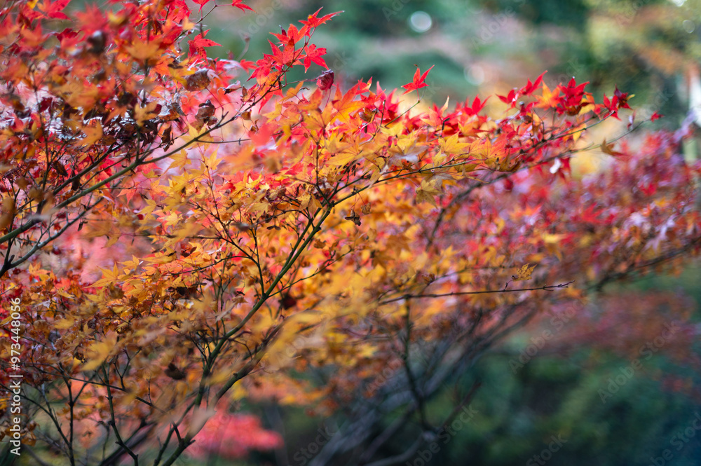 Colorful Autumn Maple Leaves in Soft Focus Colorful Autumn Maple Leaves in Soft Focus