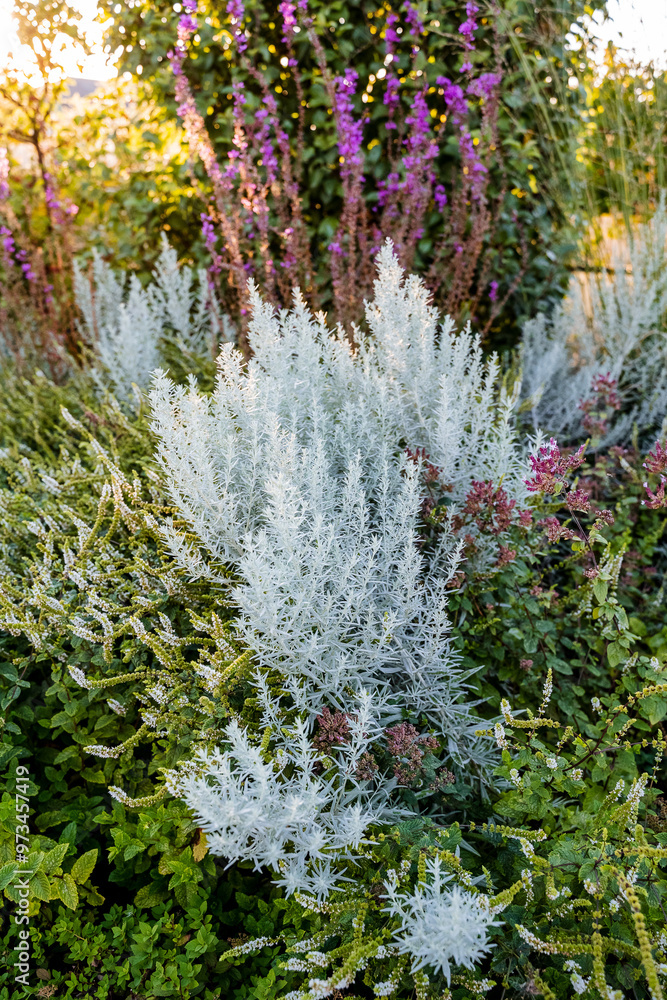 Obraz premium In a vibrant garden, there exists a bush that is adorned with an array of beautiful white flowers alongside some striking purple flowers, creating a lovely display of nature