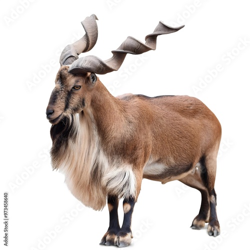 Markhor (Capra falconeri) mountain male goat full strong body golden brown colour side view realistic Markhoor HD image. asian, Pakistan,  isolated on a white background. photo