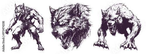 Werewolf sketches. Wolfman standing or jump attack, furious werwolf head face tattoo sketch, wolf vintage horror movie monster poster retro drawing halloween vector illustration