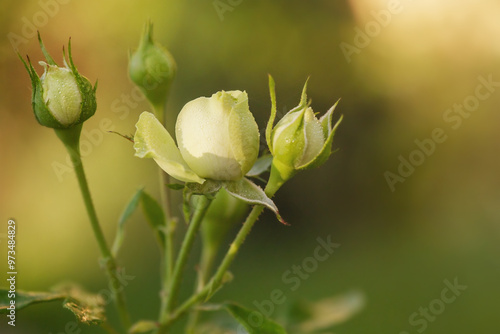 White roses on blurred natural bokeh. Flowers with water drops after rain.