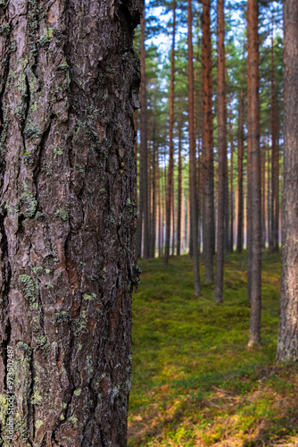 A peaceful pine forest with tall, straight tree trunks, perfect for nature lovers and forest photography. Pinus woodland. Southern Finland, Kymenlaakso, Hamina. Selective focus photo