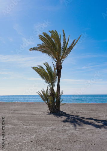 Palmen am Strand