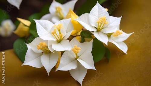 white or yellow bougainvillea glabra is sometimes called paper flower because bougainvillae bracts are thin and papery the fruit of bougainvillae is a narrow five lobed achene photo