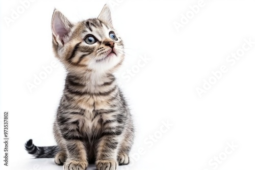 delightful European Shorthair cat sits upright, showcasing its beautifully striped coat and round face while curiously looking upward, set against a pristine white backdrop.