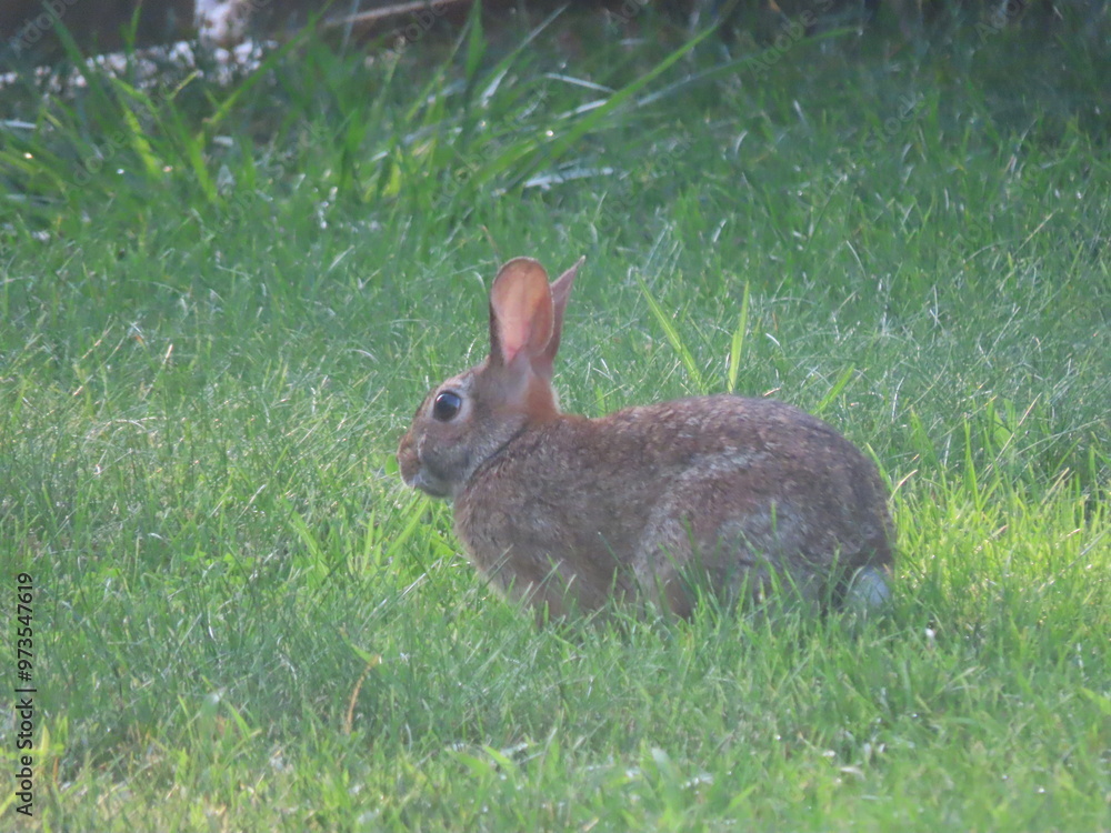 Fototapeta premium rabbit in the grass