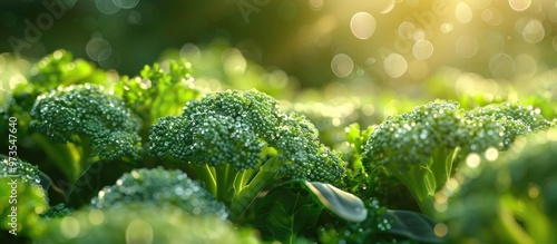 Closeup of lush green broccoli florets with water droplets growing in an organic farm field on a sunny day  The broccoli plants are part of a healthy sustainable agriculture and cultivation