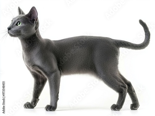 graceful Russian Blue cat stands proudly, its luxurious silver-gray fur glistening as it poses with piercing green eyes, radiating charm and poise in isolation. photo