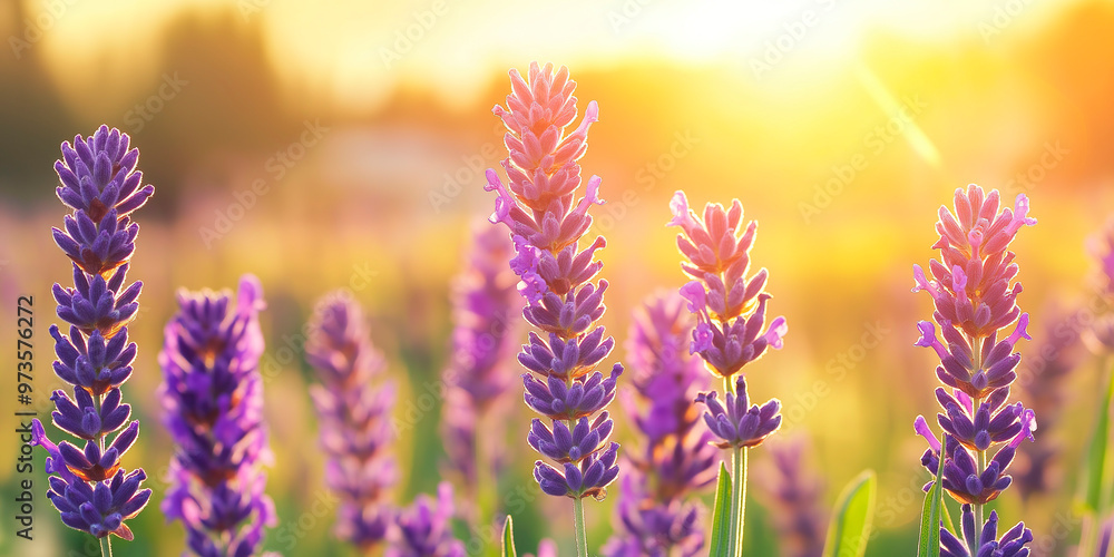 Obraz premium Close up of lavender flowers, sunlight from behind
