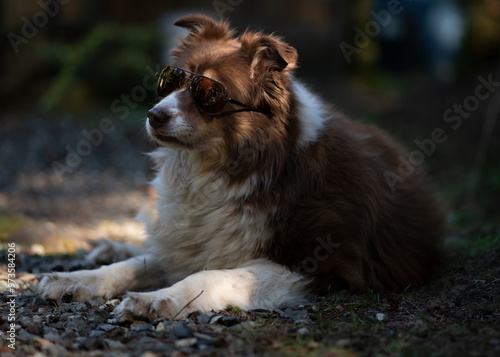 Dog wearing sunglasses