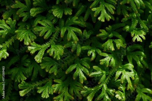 Close-up view the green fern leaves background