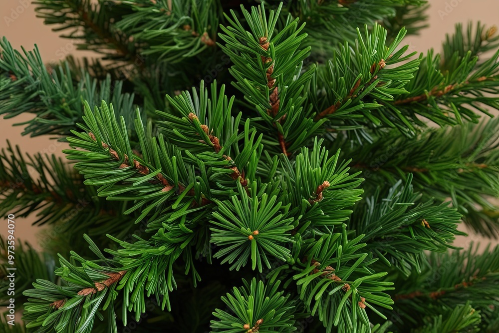 Bright Green Juniper Sprigs Composition for Holiday Tree Clip Art Bright Green Juniper Sprigs Composition for Holiday Tree Clip Art