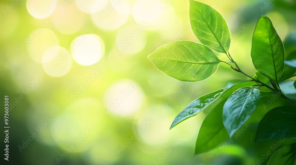 Naklejka premium 植物の緑の葉のクローズアップ