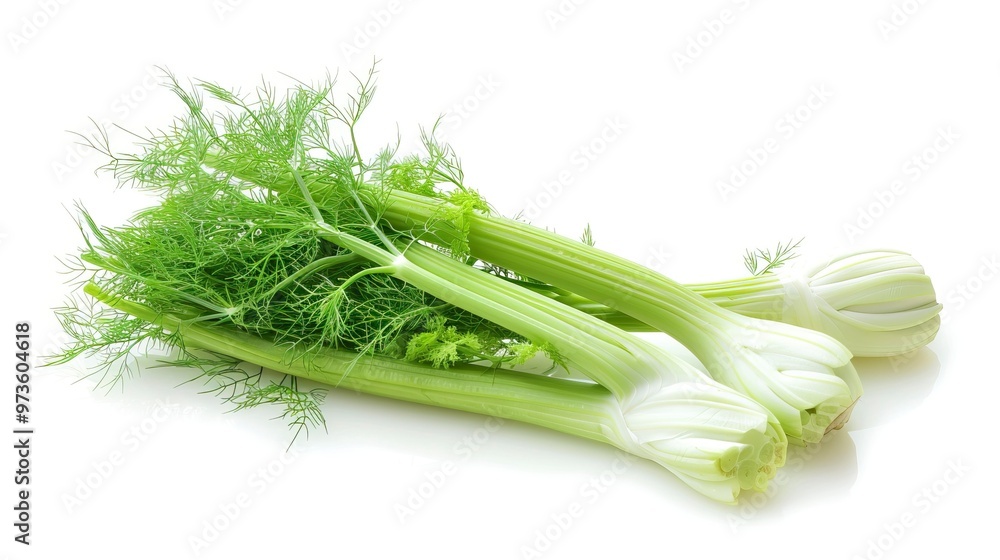 Fresh florence fennel branch isolated on white background Fresh florence fennel branch isolated on white background