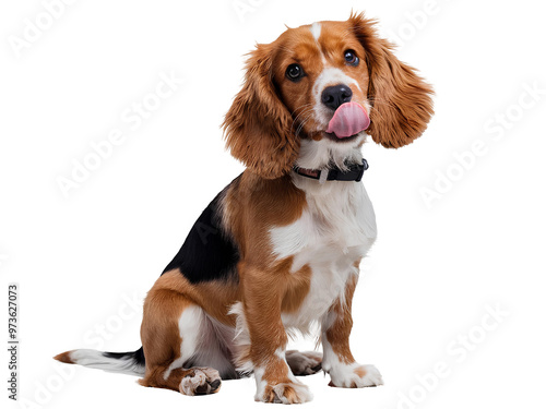 Cute little smiling purebred spaniel dog sitting and licking. Pet puppy portrait against transparent background. Concept of movement, joy, playing, pets love, animal life, pet dogs hair friend paw.