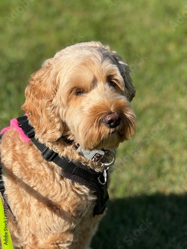 portrait of a dog