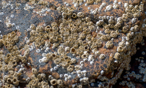 Exposed barnacles on a rock at low tide near pools of salt water
