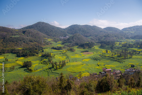 Cole flower fields in Luoping, Yunnan, China, canola or rapeseed blossoming