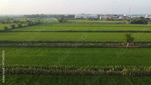 Aerial View of Green Rice Fields in the countryside