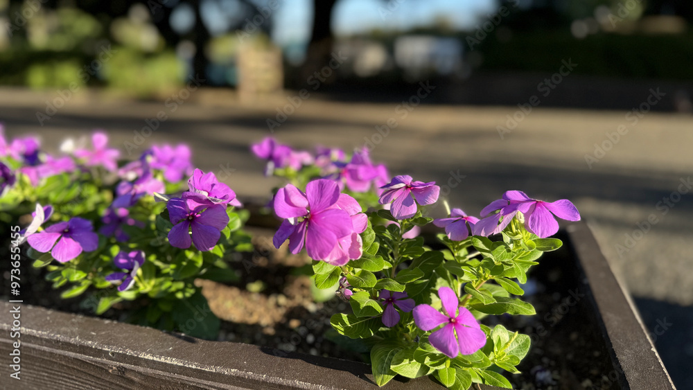 Obraz premium ピンクの花